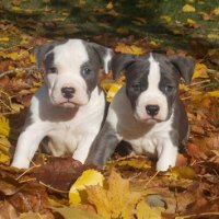 American Staffordshire Puppies