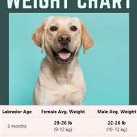 Average Weight Of An 8 Week Old Lab Puppy