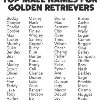 Best Names For Golden Retriever Puppies