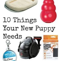 Best Things To Have For Puppy
