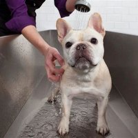 Can I Use Baby Shampoo On My French Bulldog Puppy