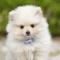 Cute Fluffy Puppy
