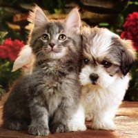 Cute Puppy And Kitty Wallpaper