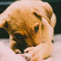 Do Puppies Cry During Teething