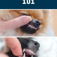 Does Puppy Have Milk Teeth