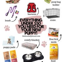 Essential Items For A New Puppy
