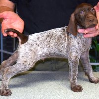 German Shorthaired Pointer Puppies Tennessee