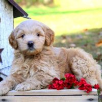 Greenfield Puppies Goldendoodle