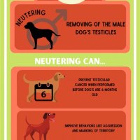 How Early Can You Neuter A Puppy