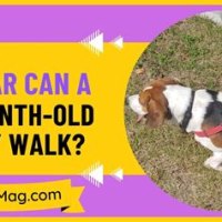How Far Can A Puppy Walk At 4 Months