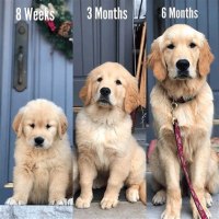 How Much Do Golden Retriever Puppies Weigh At 8 Weeks