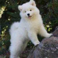 How Much Does A Samoyed Puppy Cost In Nigeria