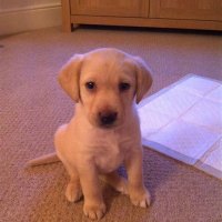 How Much Should A 8 Week Old Lab Puppy Weigh