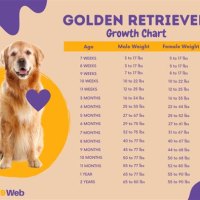 How Much Should A Golden Retriever Puppy Weigh At 8 Weeks