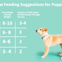 How Much Should I Feed My Puppy Raw