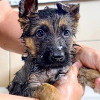 How To Bathe A German Shepherd Puppy