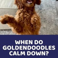 How To Calm A Hyper Goldendoodle Puppy