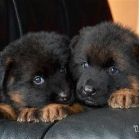 How To Take Care Of A 4 Week Old German Shepherd Puppy