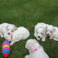 Maltese Puppies Craigslist