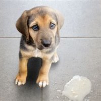 Puppy Throwing Up White