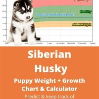 Siberian Husky Puppy Weight