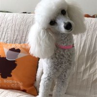 Toy Poodle Puppy Haircut
