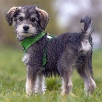 What Is A Schnoodle Puppy