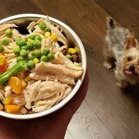What Is The Best Dog Food For A Yorkie Puppy