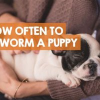 When Can Puppies Be Dewormed
