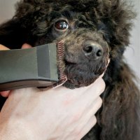 When Should A Standard Poodle Puppy Get First Haircut
