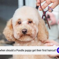 When Should My Poodle Puppy Get First Haircut