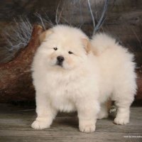 White Chow Chow Puppies
